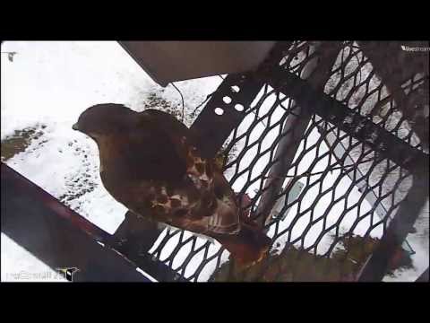 Cornell RTHA Cam 'Inspector Big Red Arrives!'  7:21 am  _2.21.14_