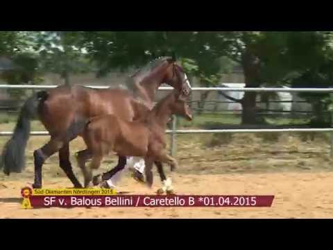 KN 02 SF v. Balous Bellini - Caretello B