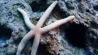 20161030 小琉球岸潛12 - 很粗勇感覺很變態的海星