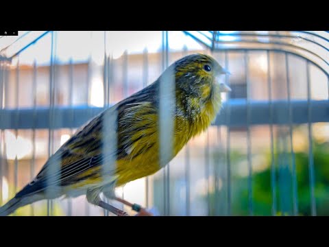 The Powerful Great TENOR - Canary 's Training song
