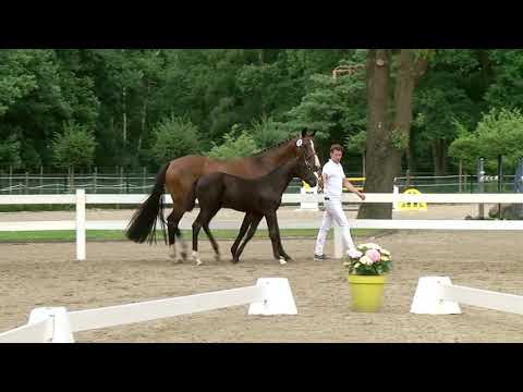 Griemelink, Total Hope-De Niro-Apollonios xx