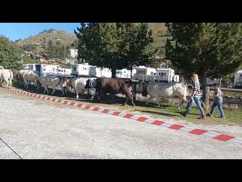 ritorno dall'alpe! pontechianale. 11/09/22