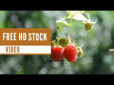 Free Stock Videos – Close Up Video of Raspberries