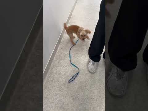 経営学科 男性トリマーさんにじゃれ付くトイプードル8ヶ月 #toypoodle #トイプードル #puppy