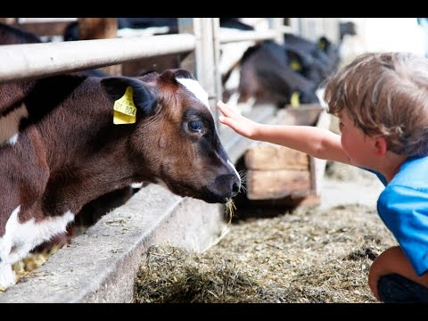 Video 4 aus  LandSelection Ferienhof Zur Hasenkammer