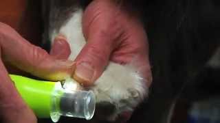 Demonstration: Furminator Nail Trimmer and Nail Grinder for Dogs