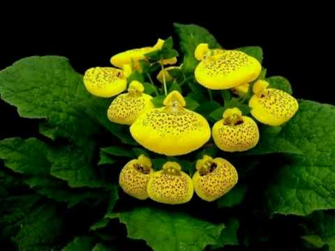 My Choice 454 - Nana Mouskouri: Perdoname