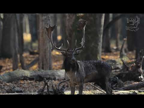 Fallow deer hunt in Hungary