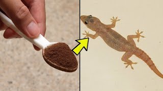 ಹಲ್ಲಿ ಕಾಟವೇ.? ಇಲ್ಲಿದೆ ರಾಮಬಾಣ..! | How to get rid of lizards | Lizard Problem |