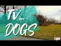 TV for Dogs - Park with Trees in Winter - 4K