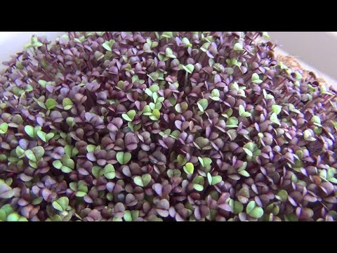 Teil 23b: Rote Basilikum - Anleitung für Sprossen, Keimlinge & Grünkraut