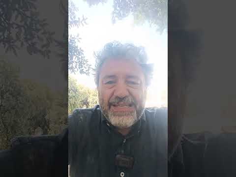 Orsi e grandi felini secondo Chatgpt