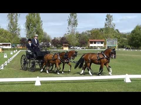 KNEIFEL Sven, GER, FEI  WCH P 1,2,4, Dressage Po4, 27 09 2019
