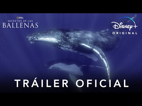 Thumbnail of the video: Secretos de las Ballenas | Tráiler Oficial | Disney+