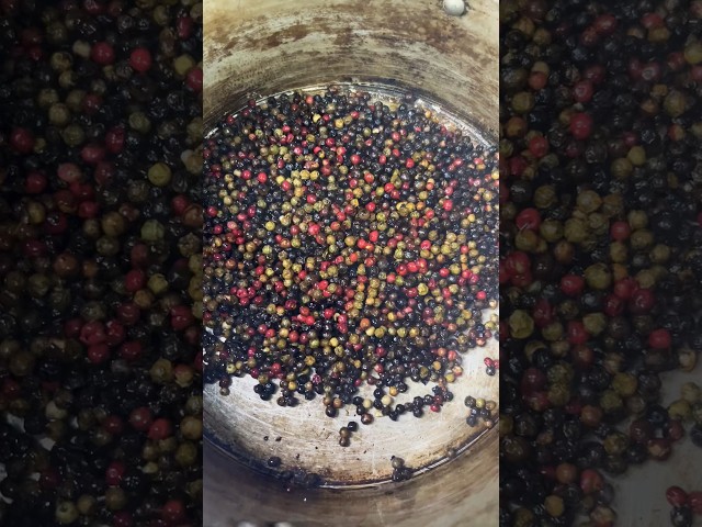 Vídeo relacionado con Pimiento Mixto Monte Nativo (250g) - Mezcla de granos de Pimienta negra, Pimienta blanca, Pimienta rosa y Pimienta verde - Granos de Pimienta para Recambio de Molinillo - Perfectos para Cocinar