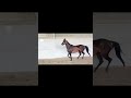 Hannovrien avec  Lign&eacute;e de champion 