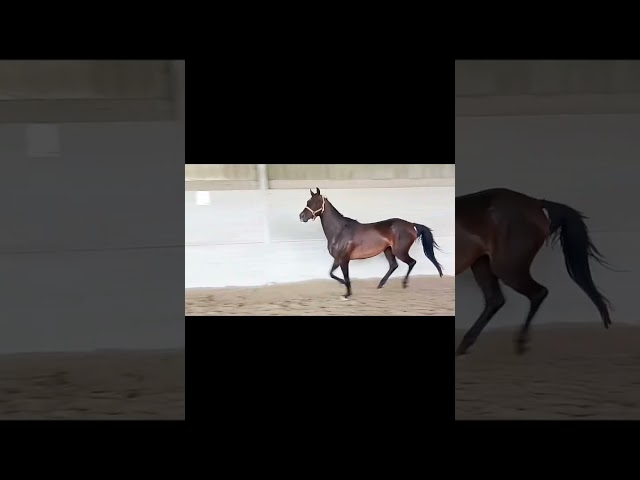 Hannovrien avec  Lign&eacute;e de champion 
