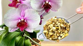 Das ist ein wahrer Schatz für Orchideen! Orchideen blühen das ganze Jahr wie verrückt ohne Pause 🌺