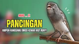 Download lagu Suara PANCINGAN Kenari PAUD Belajar Bunyi Ngeriwik || Masteran Kenari Paud #690 mp3