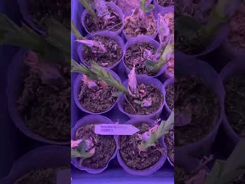 Monnierara Millennium Magic 'witchcraft' и Fredclarkeara After Dark 'SVO Black Pearl'