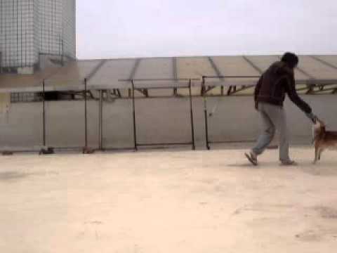 接飛盤前的趴下(原發表者:歐歐&YOYO麻)(影片)