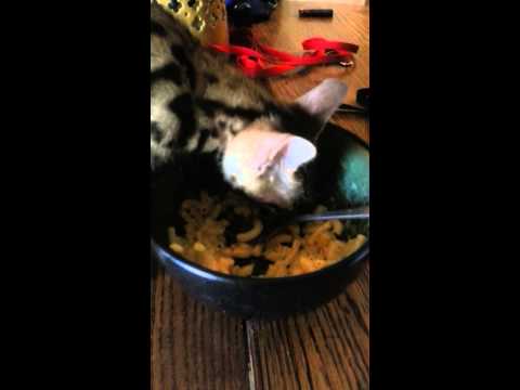 Bengal kitty eating mac and cheese