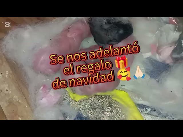 Vídeo relacionado con JEMINI - Peluche de conejo luminoso de 30 cm | Funciona sin pilas | Tejido luminoso | Doudou que brilla en la oscuridad | Compañero noche infantil | Luz nocturna de peluche bebé | Idea de regalo desde