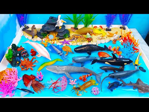 Animales del mar-Aprende nombres de  animales y crear un diorama del océano