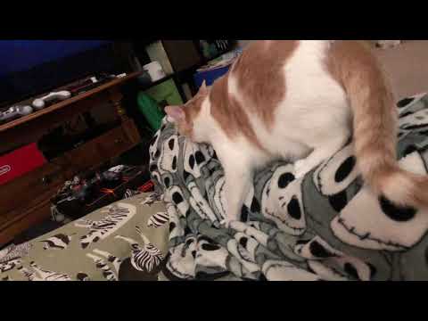 Neutered Cat Humping a Leg