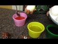 Part 1: Happy Easter (2014)! How to Dye Easter.