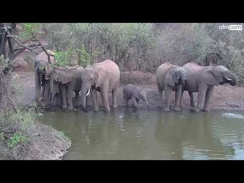 Breeding Herd of Elephants at Kwa Maritane.