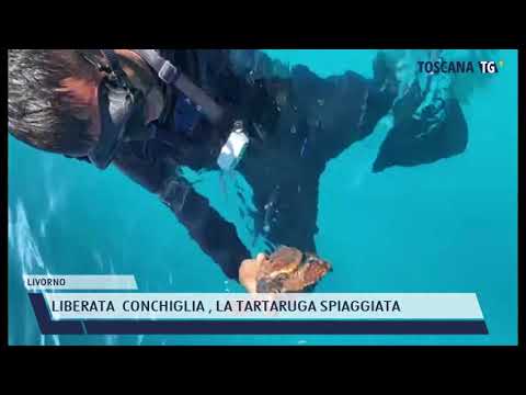 2021-06-26 LIVORNO - LIBERATA  CONCHIGLIA , LA TARTARUGA SPIAGGIATA