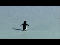 Depressed Penguin - Werner Herzog