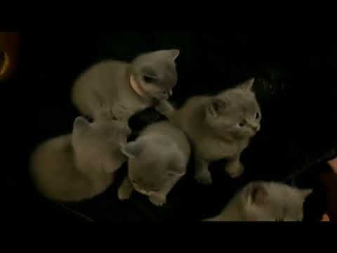 download lagu mp3 mp4 British Shorthair Cat Seattle, download lagu British Shorthair Cat Seattle gratis, unduh video klip British Shorthair Cat Seattle