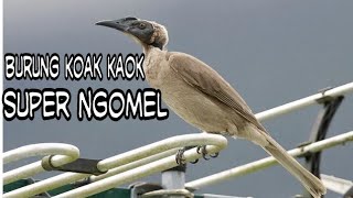 Download lagu Burung Koak Kaok Lokal Lombok Ngomel mp3