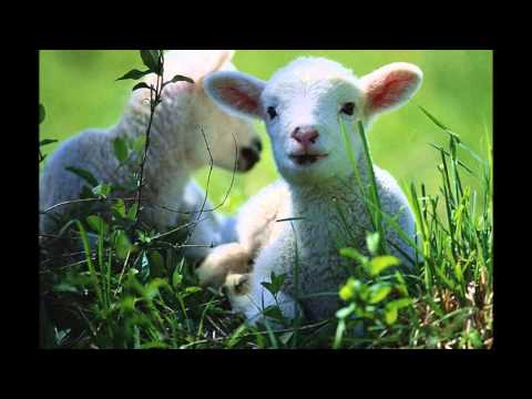 441 - Eu sou um cordeirinho wmv