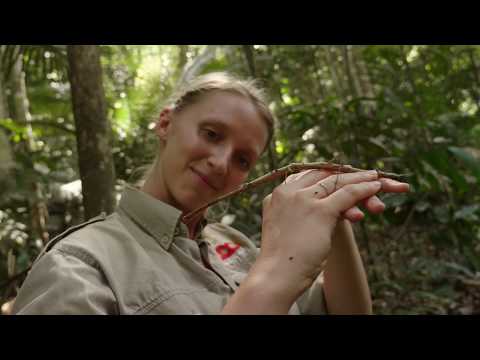 Den tropiske regnskov - del 1