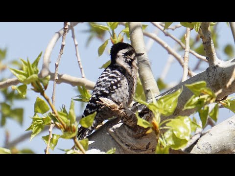 ladder-backed woodpecker | call, pecking, balancing with tail