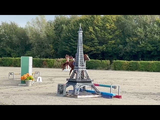 Hongre de 7 ans, +-1m65, BWP, par Nixon vh Meulenhof