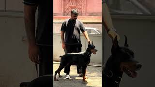 Doberman Dog Best Guard Dog Breed 🐕  #shorts #Doberman