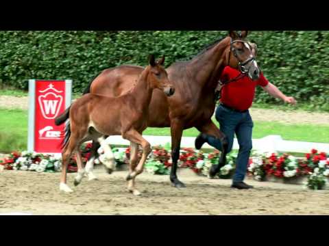 117 Destojewski Hengst v. Destano - Florenciano