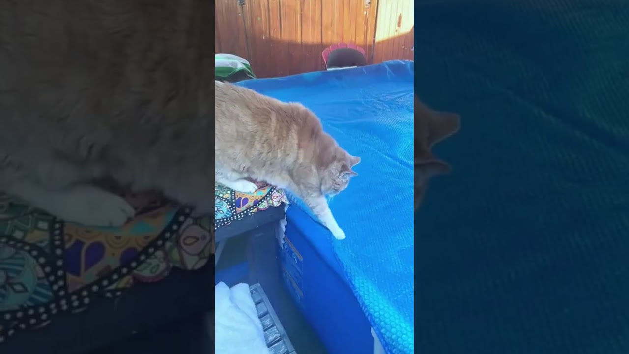 Funniest Cat Fails Compilation 2025 |  Epic Cat Falls