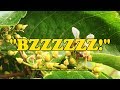 BZZZZZZ 2019