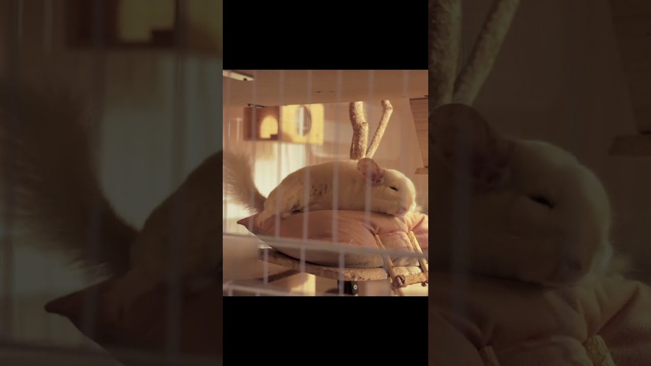 つまようじのような足のチンチラ