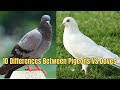 10 Differences Between Pigeons VS Doves