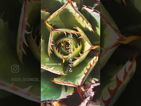 園芸 狭葉リュウゼツラン