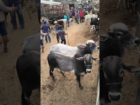 FEIRA DO GADO EM CAMPINA GRANDE-PB #shorts