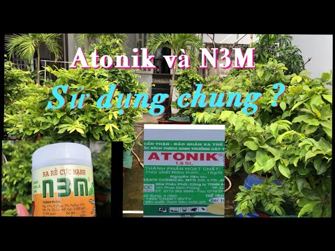Có nên bón Atonik và N3M chung với nhau không? Cách sử dụng và tác dụng của chúng trên cây mai