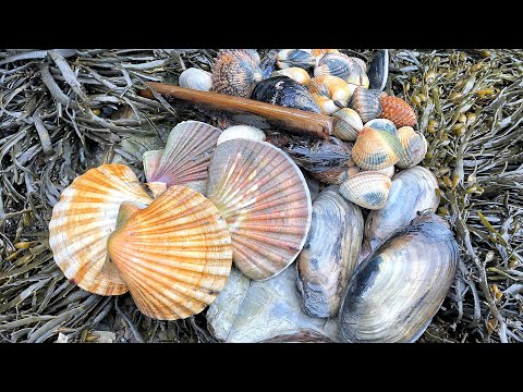 Coastal Foraging - Scallops, Cockles, Clams and Mussels Beach Cook Up | The Fish Locker