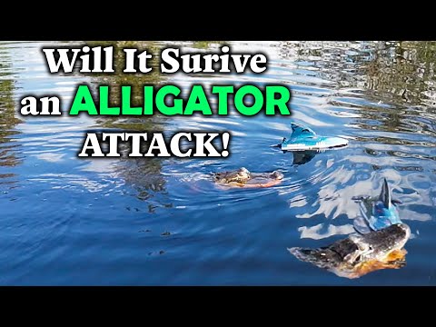 DEERC Fast Brushless RC Shark Boat: Will it Survive an Alligator Attack?
